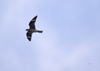 Common Nighthawk